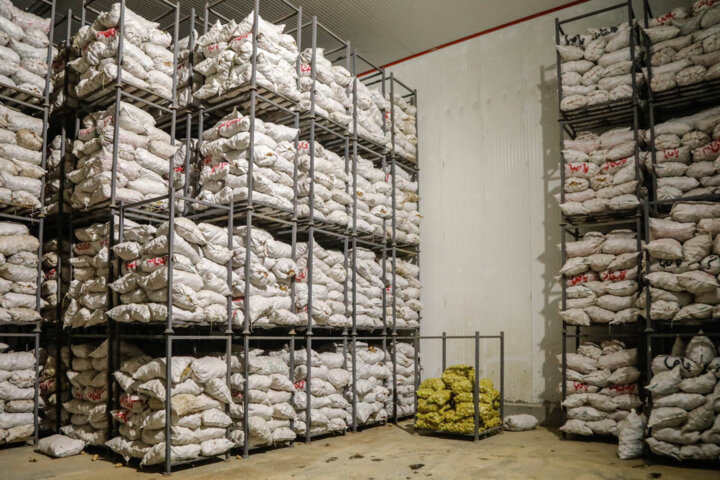 سیب زمینی کالای لوکس جدید؛ هر کیلو در کردستان ۶۰۰ هزار ریال شد