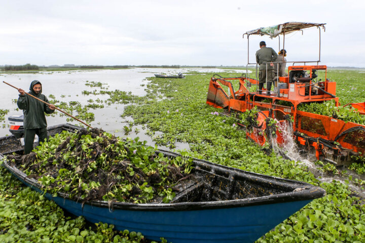 سنبل آبی جزو ۱۰ گونه پرخطر و مهاجم گیاهی در دنیا است 1 سنبل آبی جزو ۱۰ گونه پرخطر و مهاجم گیاهی در دنیا است/ تالابها را دریابیم