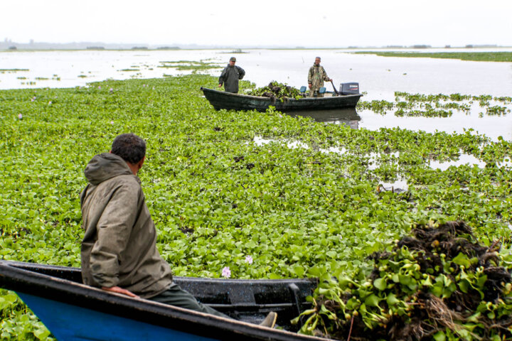 گسترش قلمرو شیطان آبی در مازندران