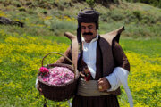 Festival de extracción de agua de rosas en el oeste de Irán
