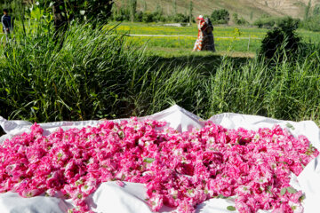 Festival de extracción de agua de rosas en el oeste de Irán
