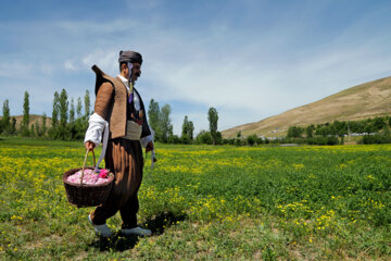 Festival de extracción de agua de rosas en el oeste de Irán