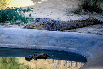 Granja de cocodrilos en Chabahar
