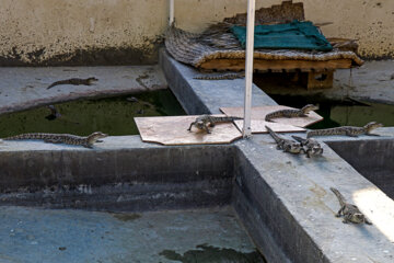 Granja de cocodrilos en Chabahar
