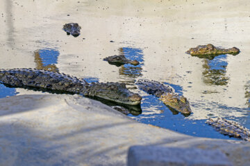 Granja de cocodrilos en Chabahar
