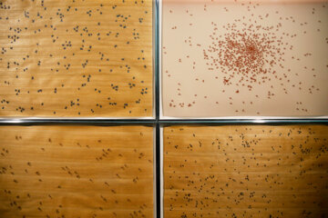 نمایشگاه «هایپررئالیسم»و «رد پا»