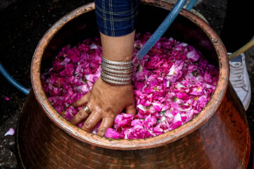 El 5º festival de extracción de agua de rosas en el noroeste de Irán
