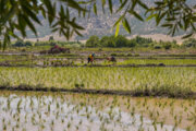 هدفگذاری تولید ۴.۳ میلیون تن شلتوک برنج در سال ۱۴۰۳