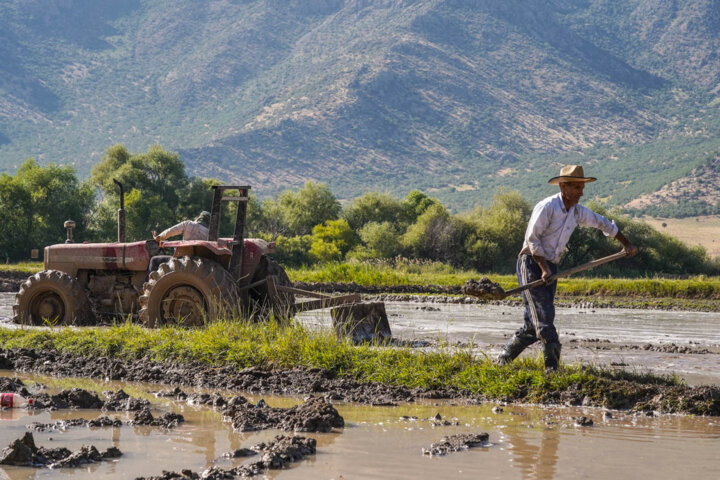 ابلاغ سند ملی امنیت غذایی؛ گامی برای همگرایی و تحقق امنیت تغذیه