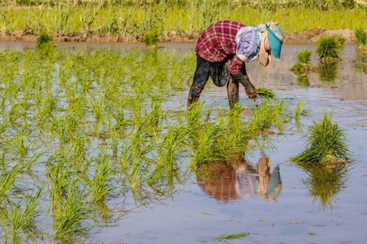 آب سد البرز به شالیزارها رسید