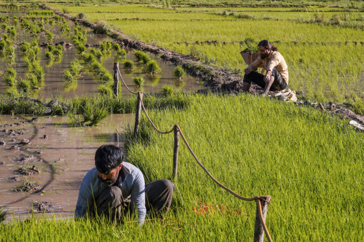 تلاش برای کاهش فاصله مزرعه تا سفره در فارس