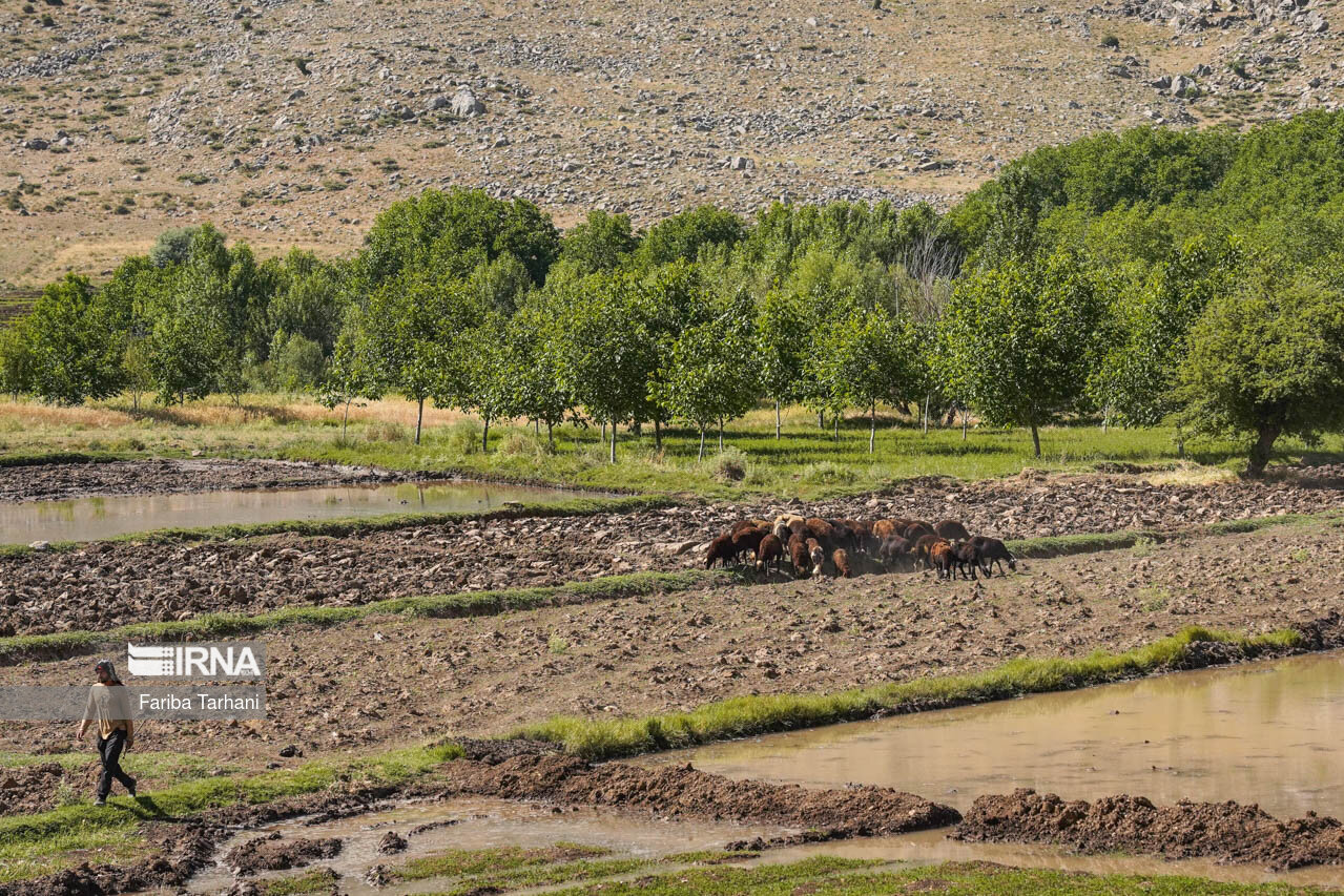 اجرای طرح یکپارچه سازی ۱۰۰ هکتاری اراضی کشاورزی در لرستان