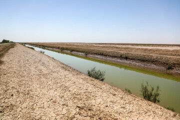 مدیرکل حفاظت محیط زیست : تالاب صالحیه به کانون گرد و غبار در البرز تبدیل شده است