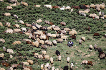 سرمای تابستانی در بوز سینه