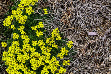 سرمای تابستانی در بوز سینه