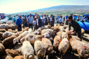 عرضه دام عشایری به بازار همدان