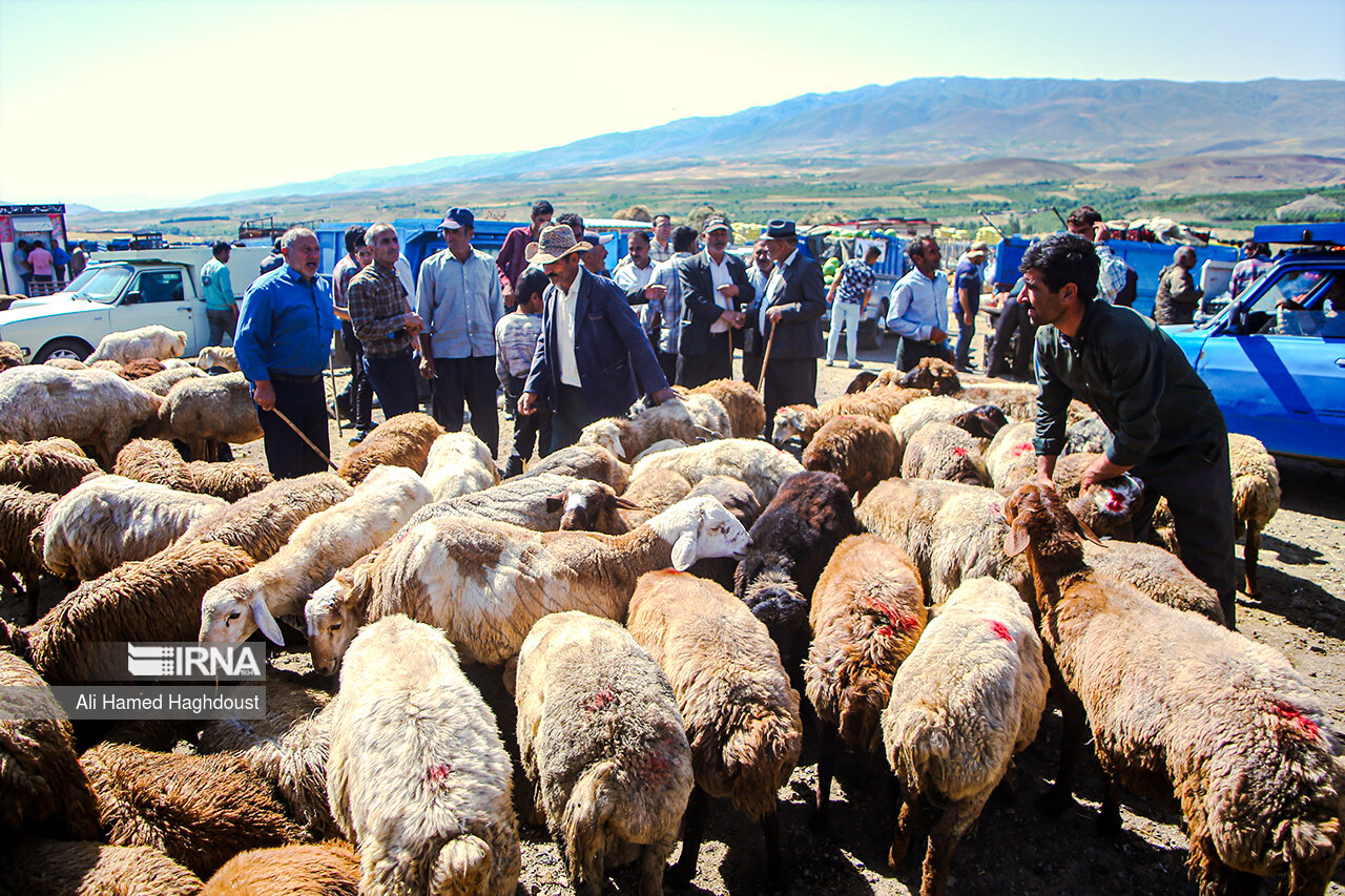 عرضه دام عشایری به بازار همدان