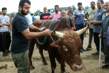 بازار مال فروشان کوچصفهان