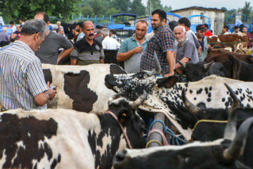 بازار مال فروشان کوچصفهان