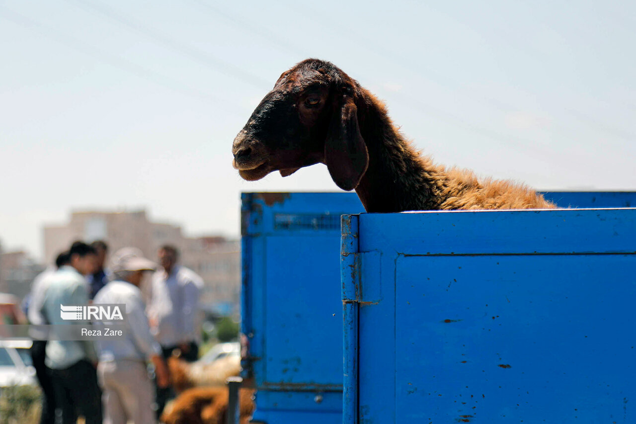 خیرین مهاباد برای انتقال آلایش‌ غیرخوراکی دام‌های قربانی با خدمات شهری شهرداری تماس بگیرند