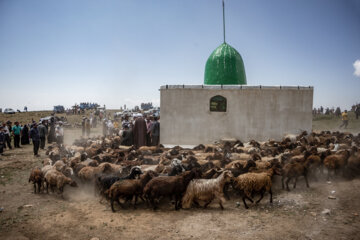 آئین زیارت پیر داغی در روستای کیوی
