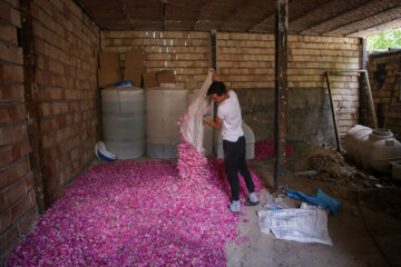 Festival de la cosecha de rosas damascenas en Azerbaiyán Oriental