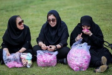 Festival de la cosecha de rosas damascenas en Azerbaiyán Oriental