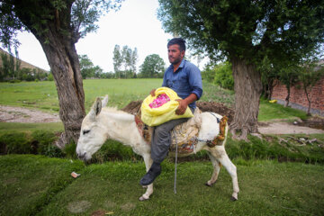 Festival de la cosecha de rosas damascenas en Azerbaiyán Oriental