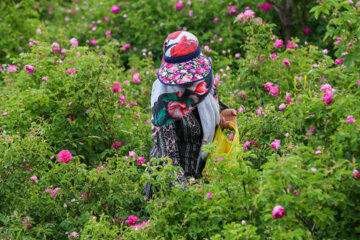 Le 11e Festival de la récolte des roses de Damas (Gol-e Mohammadi) a eu lieu le samedi soir (1er juillet 2023 ) dans le village d’Ansarud, l'un des districts de la région d’Oskou dans la province de l'Azerbaïdjan de l’Est au nord-ouest de l’Iran.  (Photo : Ali Hamed Haq Doust).