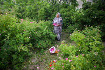 Le 11e Festival de la récolte des roses de Damas (Gol-e Mohammadi) a eu lieu le samedi soir (1er juillet 2023 ) dans le village d’Ansarud, l'un des districts de la région d’Oskou dans la province de l'Azerbaïdjan de l’Est au nord-ouest de l’Iran.  (Photo : Ali Hamed Haq Doust).