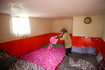 Le 11e Festival de la récolte des roses de Damas (Gol-e Mohammadi) a eu lieu le samedi soir (1er juillet 2023 ) dans le village d’Ansarud, l'un des districts de la région d’Oskou dans la province de l'Azerbaïdjan de l’Est au nord-ouest de l’Iran.  (Photo : Ali Hamed Haq Doust).