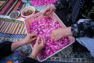 یازدهمین جشنواره برداشت گل محمدی عنصرود