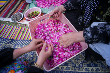 Le 11e Festival de la récolte des roses de Damas (Gol-e Mohammadi) a eu lieu le samedi soir (1er juillet 2023 ) dans le village d’Ansarud, l'un des districts de la région d’Oskou dans la province de l'Azerbaïdjan de l’Est au nord-ouest de l’Iran.  (Photo : Ali Hamed Haq Doust).