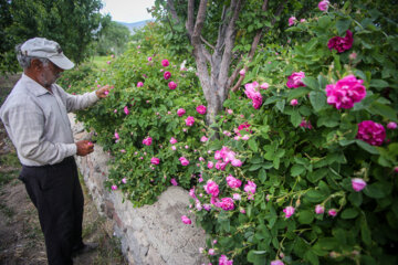 Le 11e Festival de la récolte des roses de Damas (Gol-e Mohammadi) a eu lieu le samedi soir (1er juillet 2023 ) dans le village d’Ansarud, l'un des districts de la région d’Oskou dans la province de l'Azerbaïdjan de l’Est au nord-ouest de l’Iran.  (Photo : Ali Hamed Haq Doust).