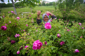 Le 11e Festival de la récolte des roses de Damas (Gol-e Mohammadi) a eu lieu le samedi soir (1er juillet 2023 ) dans le village d’Ansarud, l'un des districts de la région d’Oskou dans la province de l'Azerbaïdjan de l’Est au nord-ouest de l’Iran.  (Photo : Ali Hamed Haq Doust).