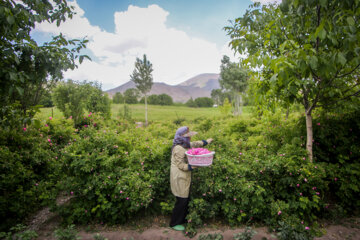 Le 11e Festival de la récolte des roses de Damas (Gol-e Mohammadi) a eu lieu le samedi soir (1er juillet 2023 ) dans le village d’Ansarud, l'un des districts de la région d’Oskou dans la province de l'Azerbaïdjan de l’Est au nord-ouest de l’Iran.  (Photo : Ali Hamed Haq Doust).