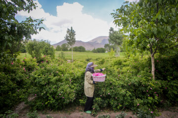 Festival de la cosecha de rosas damascenas en Azerbaiyán Oriental