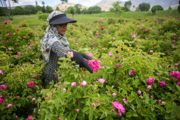 Le 11e Festival de la récolte des roses de Damas (Gol-e Mohammadi) a eu lieu le samedi soir (1er juillet 2023 ) dans le village d’Ansarud, l'un des districts de la région d’Oskou dans la province de l'Azerbaïdjan de l’Est au nord-ouest de l’Iran.  (Photo : Ali Hamed Haq Doust).