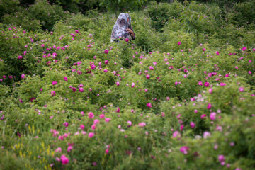 Le 11e Festival de la récolte des roses de Damas (Gol-e Mohammadi) a eu lieu le samedi soir (1er juillet 2023 ) dans le village d’Ansarud, l'un des districts de la région d’Oskou dans la province de l'Azerbaïdjan de l’Est au nord-ouest de l’Iran.  (Photo : Ali Hamed Haq Doust).