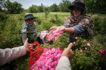 برداشت گل محمدی از ۶ هکتار گلستان جوین خراسان رضوی آغاز شد