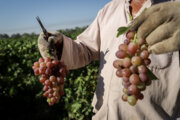 Cosecha de uvas en la provincia Juzestán 