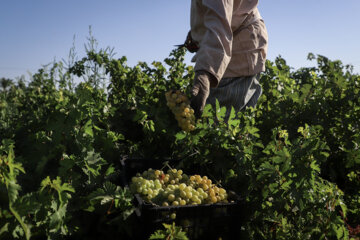 Cosecha de uvas en la provincia Juzestán 