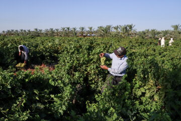 Cosecha de uvas en la provincia Juzestán 