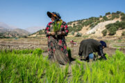 Siembra de arroz en Kohquiluye y Boyer Ahmad 
