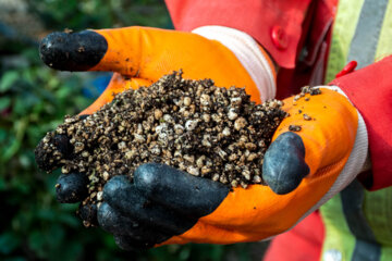 Cultiva de rosa holandesa en el oeste de Irán