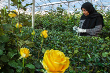 صادرات ۱۰.۴ میلیون دلاری گل و گیاهان زینتی در سال گذشته