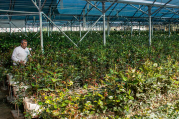 Cultiva de rosa holandesa en el oeste de Irán