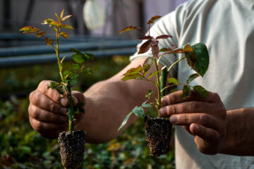 Cultiva de rosa holandesa en el oeste de Irán