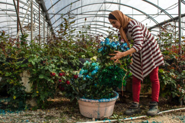 Cultiva de rosa holandesa en el oeste de Irán