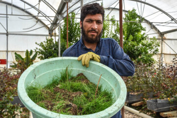 Cultiva de rosa holandesa en el oeste de Irán